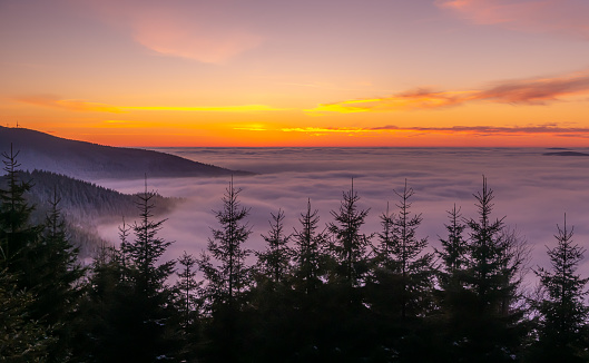 View from mountain range to the valley above fog and clouds at sunset, high altitude landscape,spruce trees,sun,blue sky,clouds, sunlight,temperature inversion. Jeseniky mountains,Czech Republic.