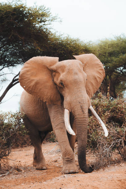 istock Majestic Elderly Elephant with Giant Tusks in Close-Up 1741333010