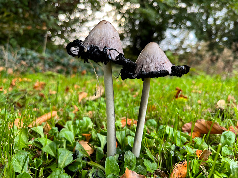 Small mushrooms in the forest. Plant background.