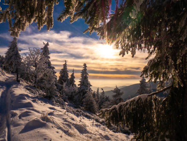 istock Spruce trees covered with snow and rime 1741380044