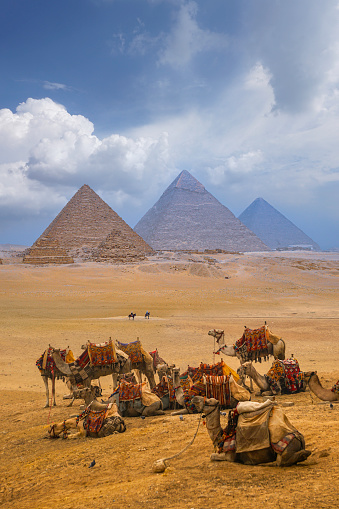 The camel caravan is in front of the Egyptian pyramids.