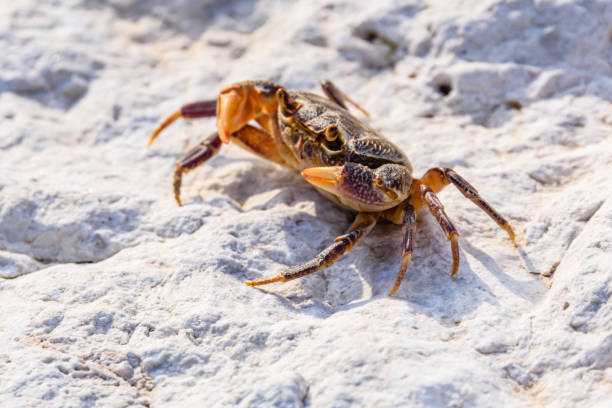 istock Freshwater river crab (Potamon ibericum) on the stone 1741391885