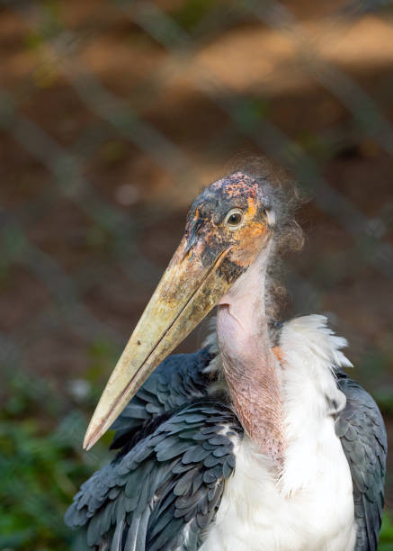 istock Marabou Stork (Leptoptilos crumeniferus) Outdoors 1741395066
