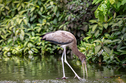 The milky stork is a large wading bird found in coastal mangroves around parts of Southeast Asia. It is known for its white plumage, yellow bill, and reddish face and legs. Milky storks are omnivores and their diet consists of a variety of fish, shellfish, insects, and frogs.