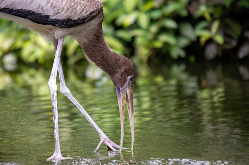 The milky stork is a large wading bird found in coastal mangroves around parts of Southeast Asia. It is known for its white plumage, yellow bill, and reddish face and legs. Milky storks are omnivores and their diet consists of a variety of fish, shellfish, insects, and frogs.