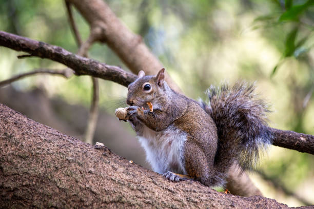 istock Western Gray Squirrel (Sciurus griseus)Western Gray Squirrel (Sciurus griseus) Outdoors 1741396199