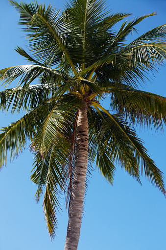 Coconut palm with fruits is under blue sky on a sunny day. Cocos nucifera