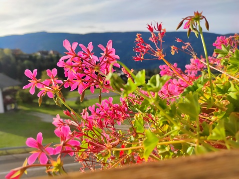 Stunning image of colorful Pelargonium, (also known as Geranium) flowers in South-Tyrol.