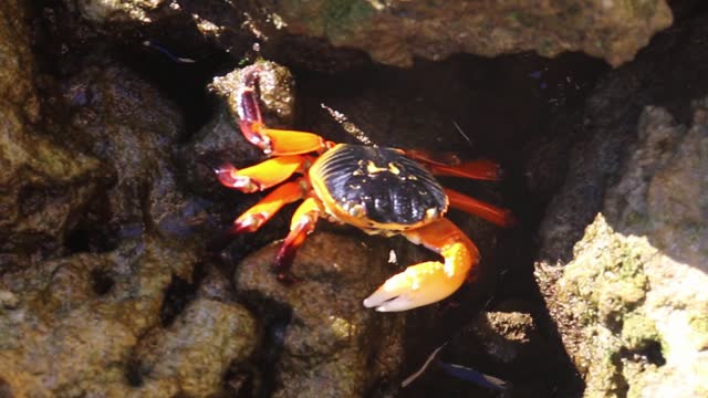 Christmas Island red crab (Gecarcoidea natalis) eating minerals