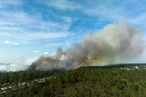 Dangerous wildfire burning severely in Florida jungle woods. Hot flames in dense forest. Toxic smoke polluting atmosphere.