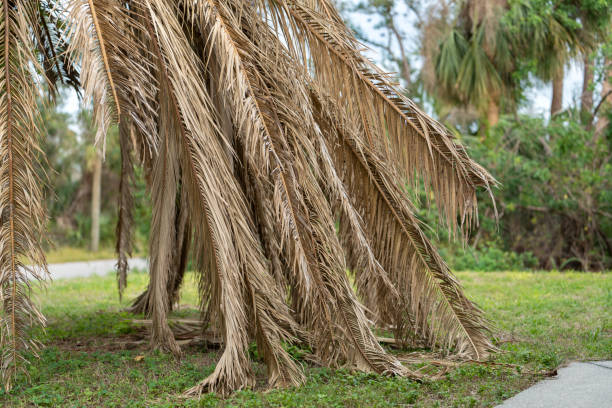 istock Dead palm tree with dry branches on Florida home backyard. Tree removal concept 1741415150