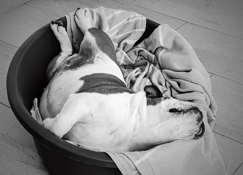 Sleeping, stretching. dreaming... all together. Femaile English Bulldog in her basket