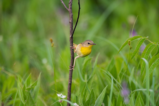 The female Common Yellowthroat is not as colorful as its male counterpart. This little bird was photographed at the Presson-Oglesby Prairie in Western Arkansas.