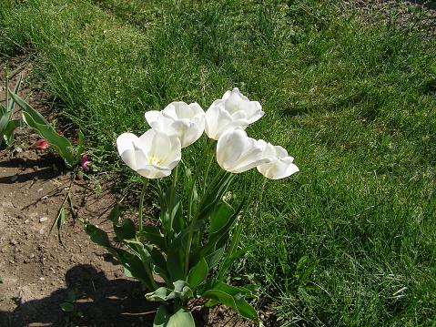 tulip white flower scientific name Tulipa x gesneriana