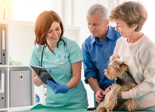 istock Yorkshire terrier during appointment in veterinary clinic 1741434953