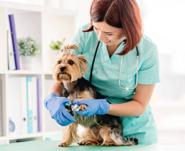 istock Yorkshire terrier during appointment in veterinary clinic 1741434959