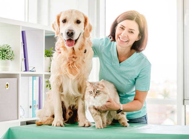istock Veterinarian with retriever dog and fluffy cat 1741434962