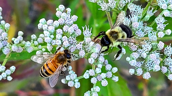 Hornet on Aster,Eifel,Germany.\nPlease see more than 1000 insect pictures of my Portfolio.\nThank you!