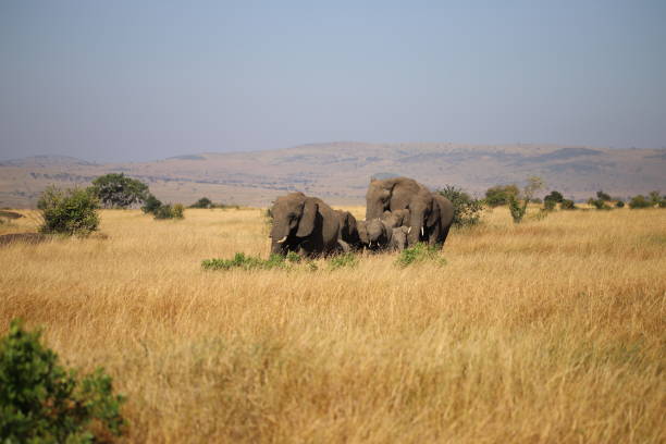 istock Loxodonta africana in African landscape. 1741462855