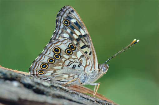 Southern White Admiral butterflies (Limenitis reducta) viewed on top