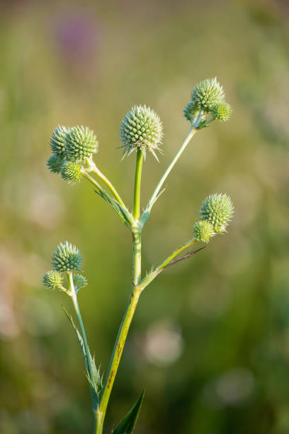 istock Rattlesnake Master (Erygium yuccafolium), H.E. Flanagan Prairie, AR 1741474702