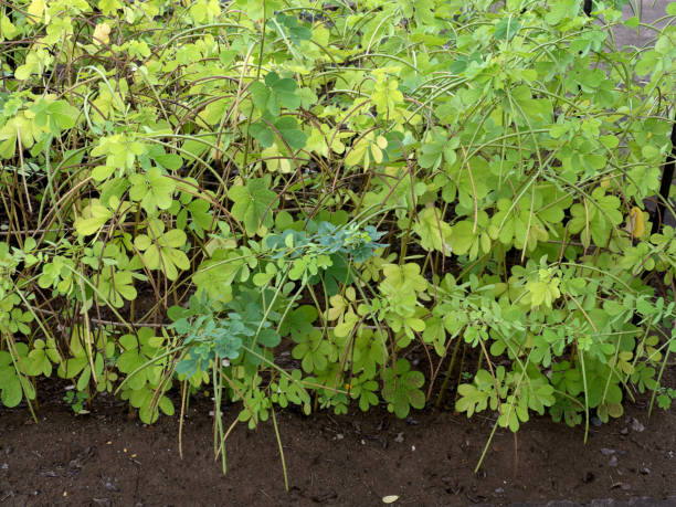 istock Cultivation of Ebisugusa 1741477389