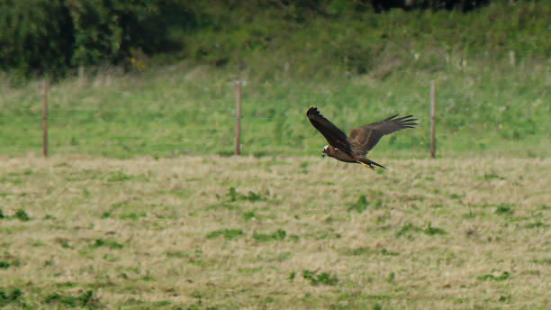 istock Female Marsh Harrier hunting 1741478967