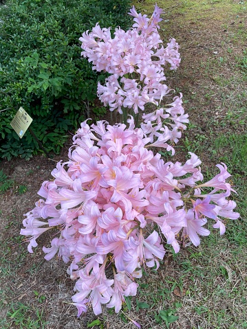 Lycoris squamigera, the resurrection lily or surprise lily, is a plant in the amaryllis family, Amaryllidaceae, subfamily Amaryllidoideae. It is also sometimes referred to as naked ladies (a name used for several other plants). It is native to SE China and Korea