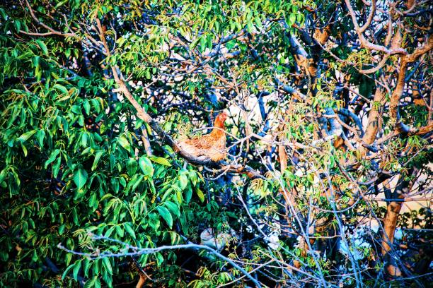 Chicken in a Tree stock photo