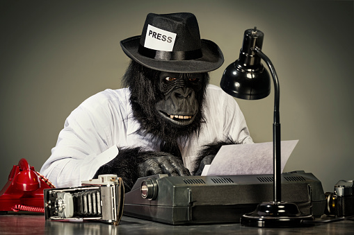 A gorilla reporter working feverishly on his news story.
