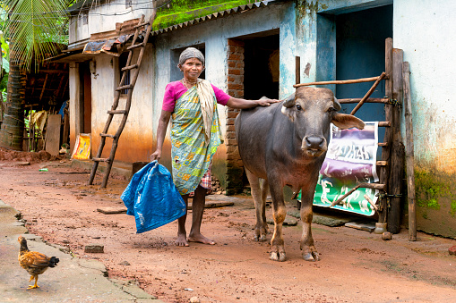 A beautiful old lady from the Kutia tribe of the Odisha region in India in her village with her cow