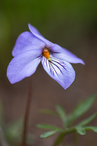 This beautiful Bird’s-foot Violet was photographed in early Spring at the Cherokee Prairie in Western Arkansas.