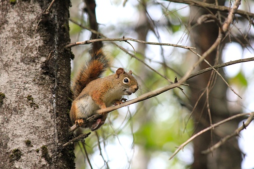 Small like red squirrel perched on a branch of a tree looking out to see if theirs danger.