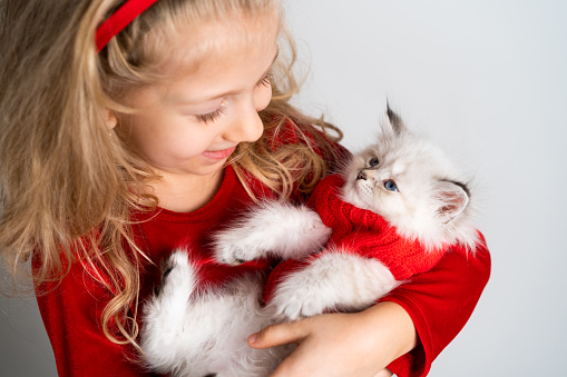little beautiful blonde in a red dress with a cute white kitten in her hands, happy baby, christmas gift concept.