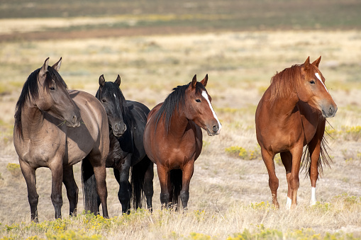 The wild horses in Mongolia