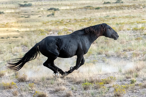 MERENS HORSE, HERD GALLOPING, FRENCH PYRENEES