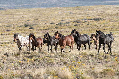 Onaqui Wild Horse Herd in natural environment