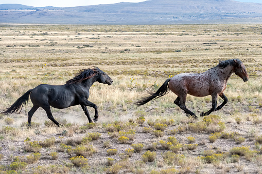Onaqui Wild Horse Herd in natural environment