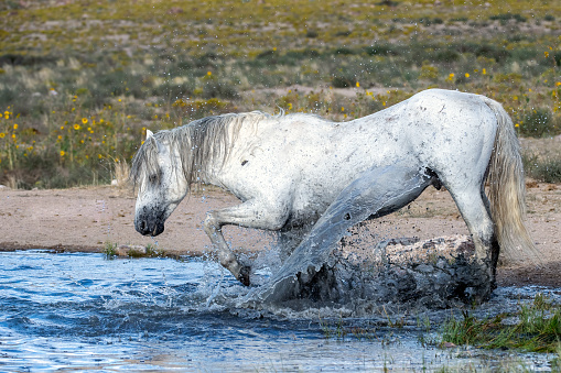 a majestic wild horse in summer in the Wyoming desert