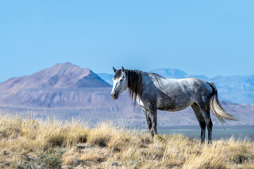 Onaqui Wild Horse Herd in natural environment