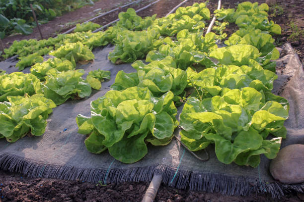istock healthy lettuce growing in a greenhouse 1741552848