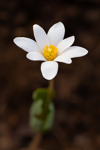 Bloodroot is a very early Spring wildflower, coming up in March. This lovely flower was photographed in the forest on Mount Magazine, Arkansas.