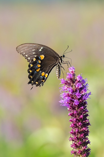 This is a beautiful Black Swallowtail butterfly feeding on Gayfeather. It was photographed at the J.T. Nickel Preserve in Oklahoma in early July.