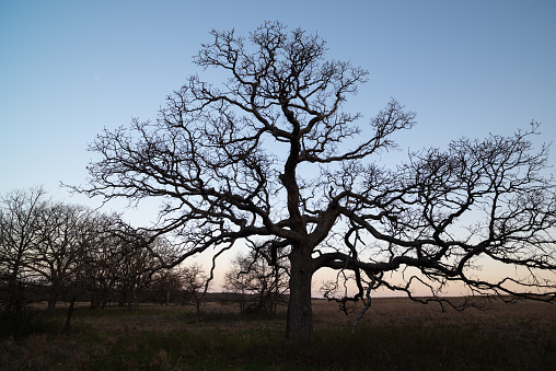 This venerable old Post Oak was photographed in early Spring in Osage County, Oklahoma. It is representative of Cross Timbers forest.