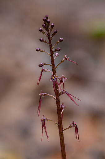The Southern Twayblade Orchid is easily missed due to its diminutive size. This one was photographed in Southeast Oklahoma in early Spring.