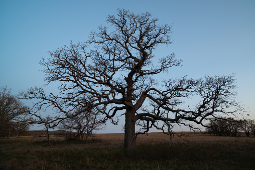 This ancient Post Oak is representative of the Cross Timbers region of Oklahoma. It was photographed in the twilight before sunrise in early April.