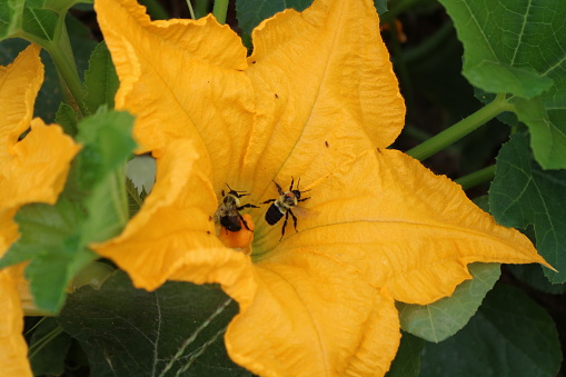 Two bees on a pumpkin flower for pollination