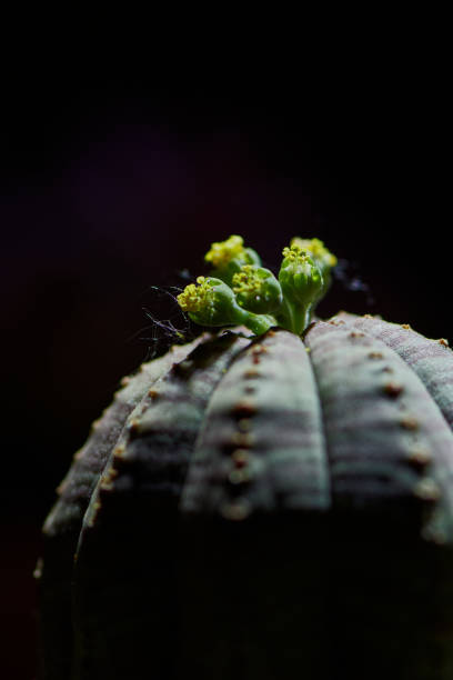 Euphorbia obesa succulent plant Euphorbia obesa succulent plant. Macro photography. Detailed macro photo of a blooming cactus with a sharp highlighting light, on a black blurry background. euphorbia obesa stock pictures, royalty-free photos & images