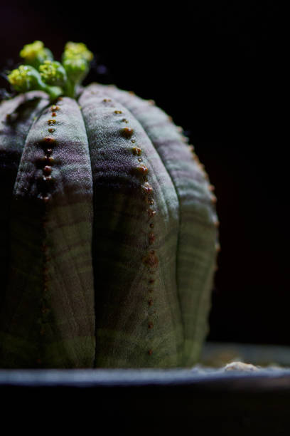 Euphorbia obesa succulent plant Euphorbia obesa succulent plant. Macro photography. Detailed macro photo of a blooming cactus with a sharp highlighting light, on a black blurry background. euphorbia obesa stock pictures, royalty-free photos & images