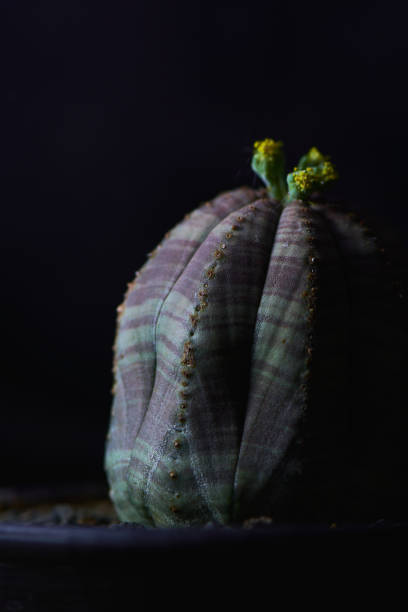 Euphorbia obesa succulent plant Euphorbia obesa succulent plant. Macro photography. Detailed macro photo of a blooming cactus with a sharp highlighting light, on a black blurry background. euphorbia obesa stock pictures, royalty-free photos & images